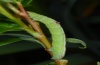 Ascotis fortunata: Larva (Madeira, Encumeada, March 2013) [N]