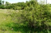 Cidaria fulvata: Larvalhabitat sind auf der Ostalb meist Rosenbüsche in Wacholderheiden. Mai 2012. [N]