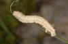 Charissa glaucinaria: Larva (Täschalpe, Valais, June 2010) [S]