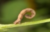 Idaea deversaria: Half-grown larva (e.o. Vinschgau, South Tyrol 2011) [S]