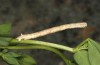 Dyscia innocentaria: Half-grown larva (e.o. rearing, Italy, Sicily, Caltanissetta, oviposition in late April 2023) [S]