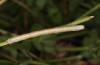 Dyscia innocentaria: Half-grown larva (e.o. rearing, Italy, Sicily, Caltanissetta, oviposition in late April 2023) [S]