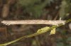 Dyscia innocentaria: Larva (e.o. rearing, Italy, Sicily, Caltanissetta, oviposition in late April 2023) [S]