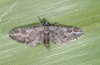 Eupithecia innotata: Adult (e.l. Hoyerswerda, east Germany, larva in late September 2012) [S]