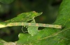Jodis lactearia: Larva (eastern Swabian Alb, Southern Germany 2011) [S]