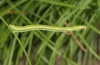 Eupithecia lariciata: Larva (Sestriere, Piedmont, September 2012) [M]