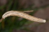 Siona lineata: Larva (eastern Swabian Alb, October 2010) [M]