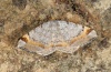 Macaria liturata: Weibchen (e.l. Sestriere, Raupe im September 2012) [S]