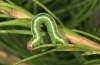 Macaria liturata: Larva (Sestriere, Cottian Alps, September 2012, on Larix) [M]