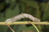 Opisthograptis luteolata: Larva (eastern Swabian Alb, Southern Germany, September 2011) [S]