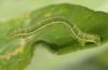 Pseudopanthera macularia: Halbwüchsige Raupe (e.o. 2011) [S]