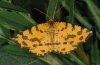 Pseudopanthera macularia: Falter [M]