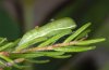 Cyclophora maderensis: Pupa [S]