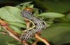 Arichanna melanaria: Larva (S-Germany, Allgäu, May 2020)