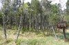 Arichanna melanaria: Larvalhabitat im Mai 2020 (Spirkenhochmoor im östlichen Kempter Wald) [N]