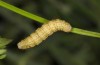 Coenocalpe millierata: Larva (Greece, Samos, Manolates, Mai 2017) [M]