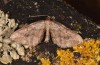Coenocalpe millierata: Adult (e.l. rearing, Greece, Samos, Manolates, larva in April 2019) [S]