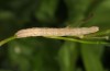 Scopula minorata: Larva (breeding photo with material from Gran Canaria) [S]