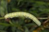 Dasycorsa modesta: Larva (e.l. Samos 2014) [S]