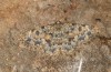 Charissa mucidaria: Weibchen (e.l. Spanien, Avila, El Arenal, Raupen Anfang März 2023) [S]