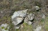 Charissa mucidaria: Larvalhabitat (Spanien, Avila, El Arenal, Anfang März 2023) [N]
