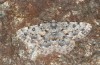 Geometridae