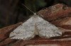 Docirava musculata: Male (e.l. rearing, Greece, Samos Island, between Moni Vronda and Mytilini, larva in mid-May 2017) [S]