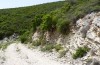Docirava musculata: Larval habitat with Hypericum empetrifolium (Greece, Samos Island, between Moni Vronda and Mytilini, mid-May 2017) [N]