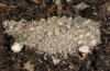 Docirava musculata: Cocoon (e.l. rearing, Greece, Samos Island, between Moni Vronda and Mytilini, larva in mid-May 2017) [S]