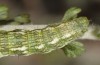 Narraga nelvae: Larva (Spain, Zaragoza, late May 2018) [M]