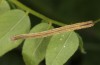 Scopula nemoraria: Larva (e.o. rearing, S-Germany, river Iller south of Vöhringen, oviposition in early June 2018, Thomas Müller leg.) [S]