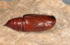 Nychiodes notarioi: Male pupa (breeding 2017, material from Spain) [S]