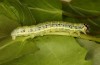 Archiearis notha: Larva (S-Germany, eastern Swabian Alb, Dischingen, May 2021) [S]