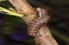 Archiearis notha: Larva prior to pupation (e.l. rearing, S-Germany, eastern Swabian Alb, Dischingen, May 2021) [S]