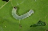 Archiearis notha: Larva (Ticino, Switzerland) [S]