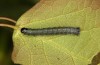 Archiearis notha: Young larva (S-Germany, eastern Swabian Alb, Dischingen, May 2021) [S]