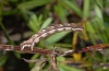 Cosmorhoe ocellata: Larva (Kanisfluh, west Austrian Alps, larva in October 2010) [M]