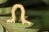 Aspitates ochrearia: Larva (e.o. Rhodes 2013) [S]