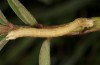 Aspitates ochrearia: Larva (e.o. Rhodes 2013) [S]
