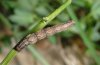 Idaea pallidata: Raupe [S]