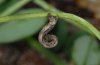 Idaea pallidata: Larva in daunting position [S]