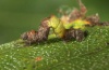 Geometra papilionaria: Young larva (eastern Swabian Alb, Southern Germany, September 2010) [M]