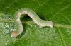 Cyclophora pendularia: Larva (Dettenheim, September 2011) [S]