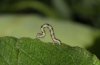Cyclophora pendularia: Young larva (Offenburg, SW-Germany, September 2011) [M]