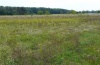 Aplocera plagiata: Habitat at the Upper Rhine north of Karlsruhe: ruderalized, more nutrient-rich sandy grassland (larval records, early autumn 2011) [N]