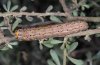 Eurranthis plummistaria: Larva (Sisteron, mid-July 2010) [M]