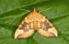 Eulithis populata: Falter (e.l. Ammersee 2013) [S]