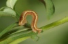 Aplocera praeformata: Half-grown larva (e.o. Grisons 2011) [S]