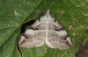 Aplocera praeformata: Adult (Grisons, July 2011) [M]