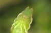 Pseudoterpna pruinata: Larva (SW-Germany, northern black forest, May 2011) [M]